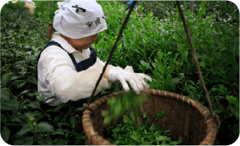 茶葉を育てる